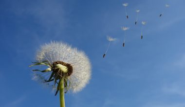 Can Chickens Eat Dandelions