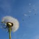 Can Chickens Eat Dandelions