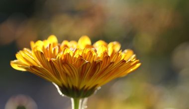 Can Chickens Eat Marigolds