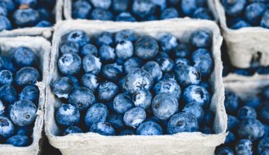 Can Macaws Eat Blueberries