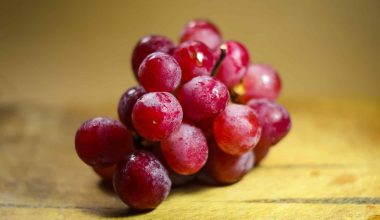 Can Macaws Eat Grapes