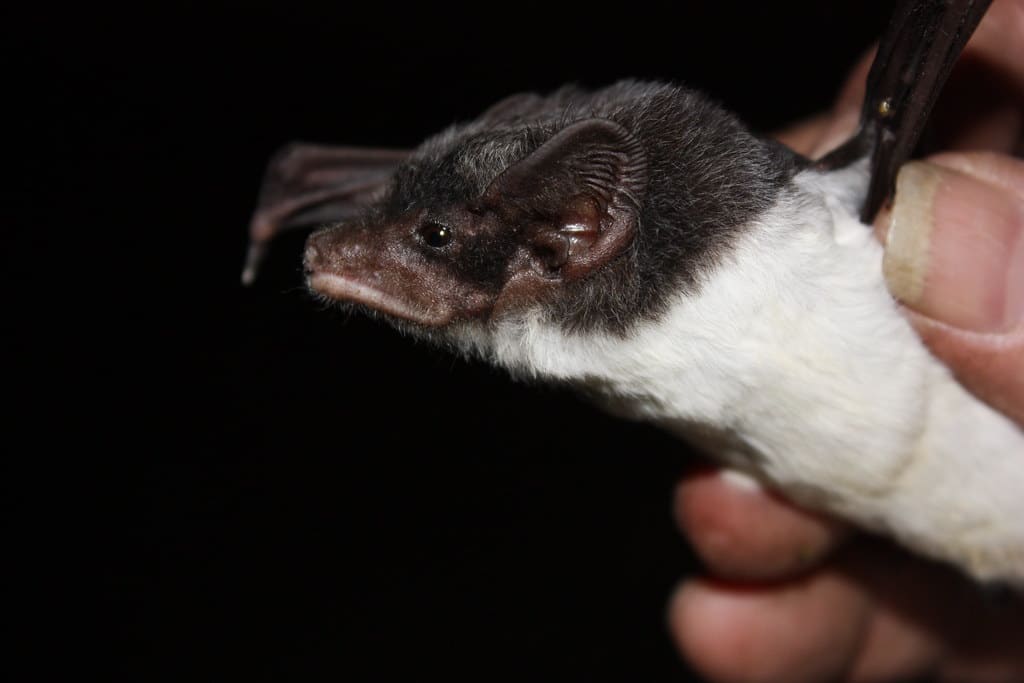 Cape York Sheathtail Bat