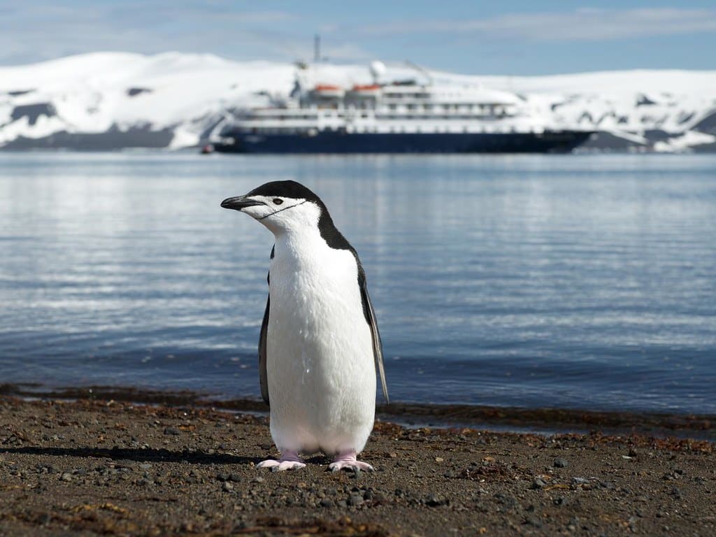 Chinstrap Penguin