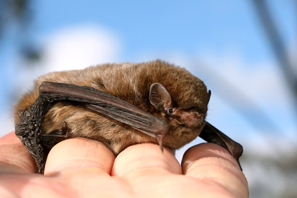 Chocolate Wattled Bat