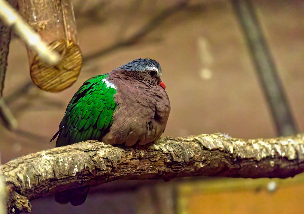 Common Emerald Dove