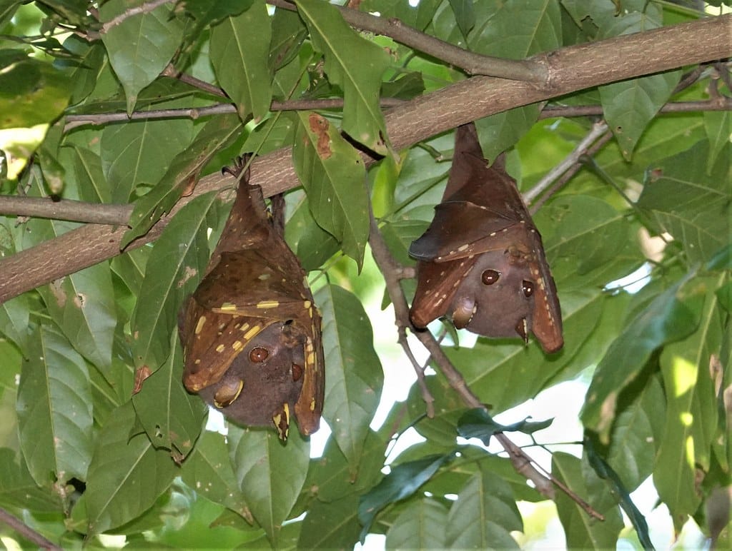 Eastern Tube-nosed Bat