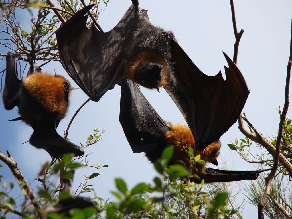 Flying Foxes