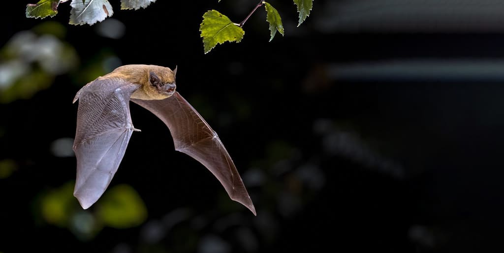 Forest Pipistrelle