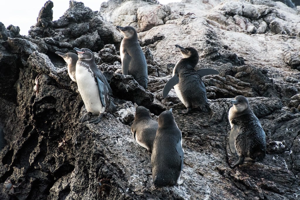 Galapagos Penguin