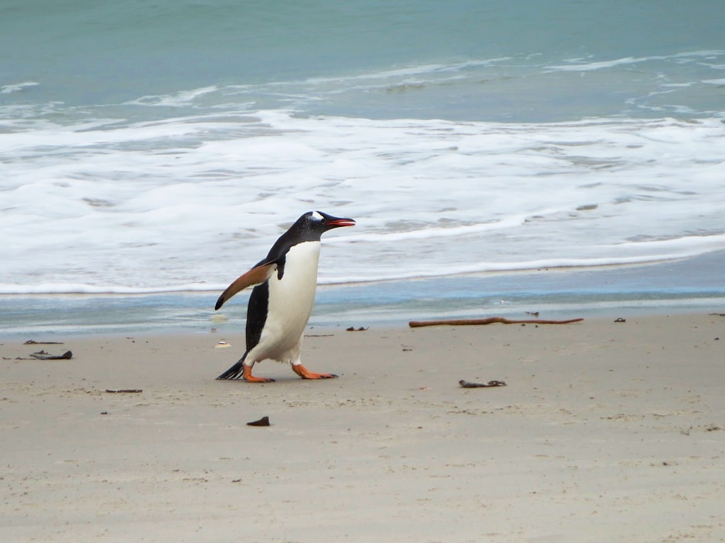 Gentoo Penguin