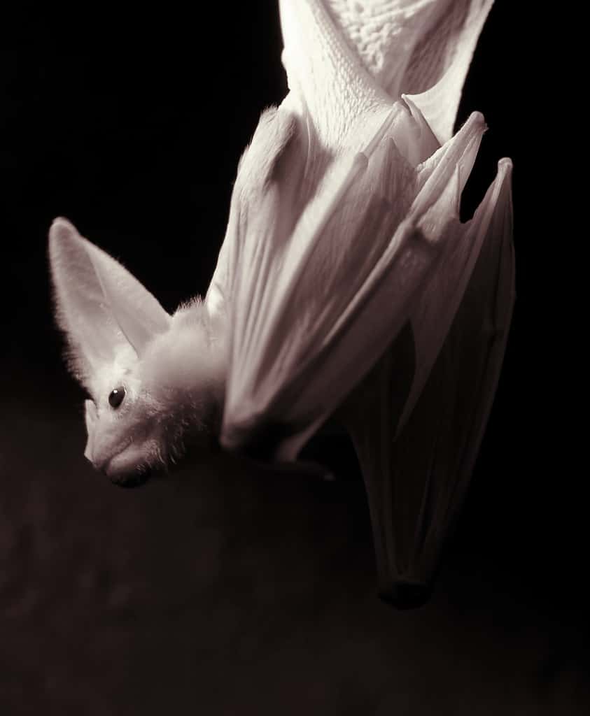 Ghost Bat