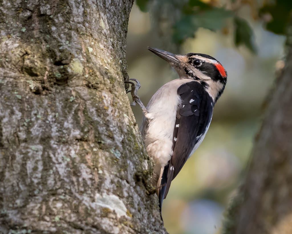 Hairy Woodpecker