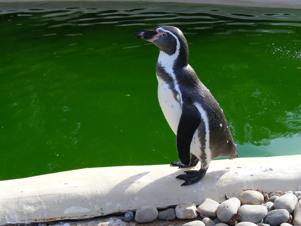 Humboldt Penguin