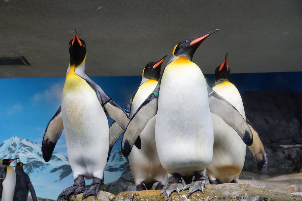 King Penguin