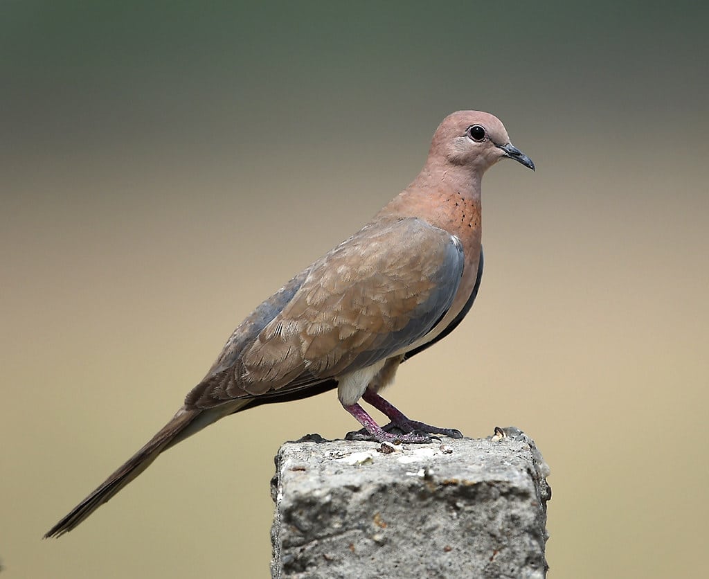 Laughing Dove