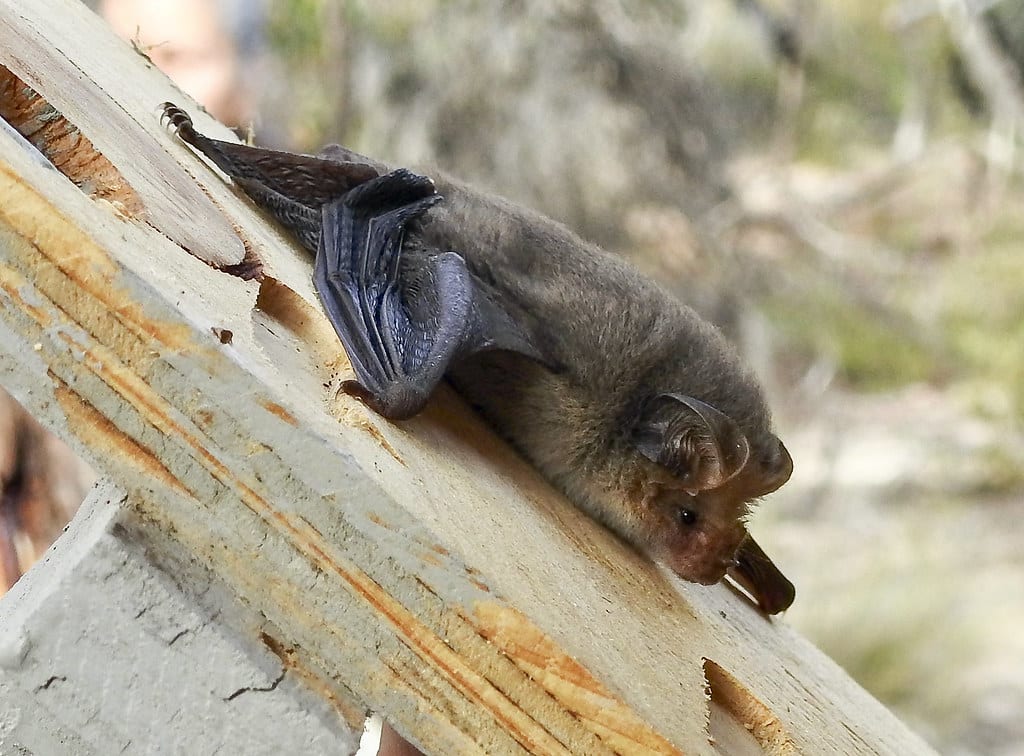 Lesser Long-eared Bat