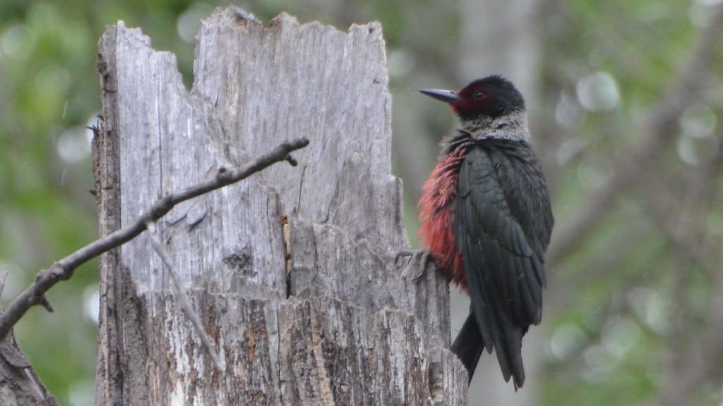 Lewis's Woodpecker