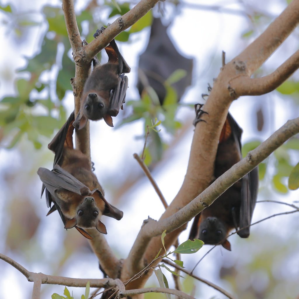 Little Red Flying Fox