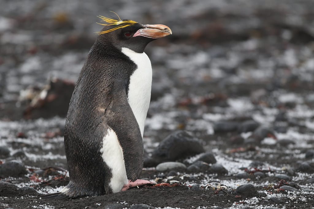 Macaroni Penguins