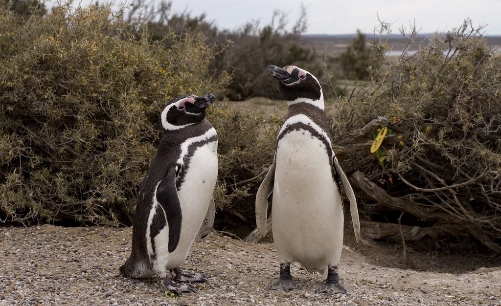 Magellanic Penguin 