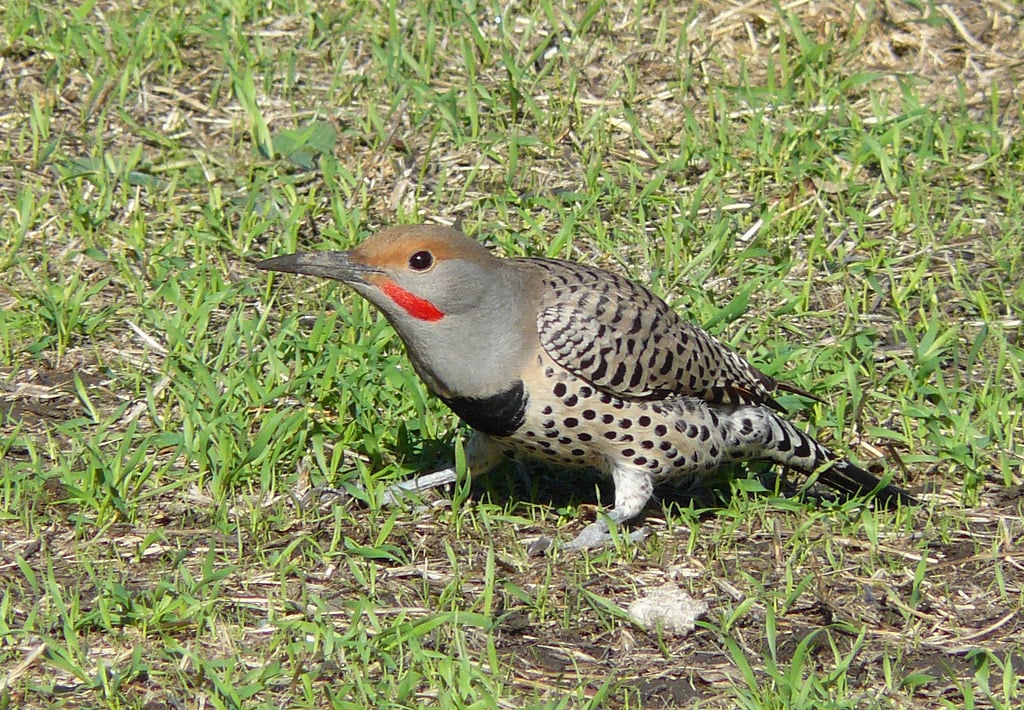 Northern Flicker