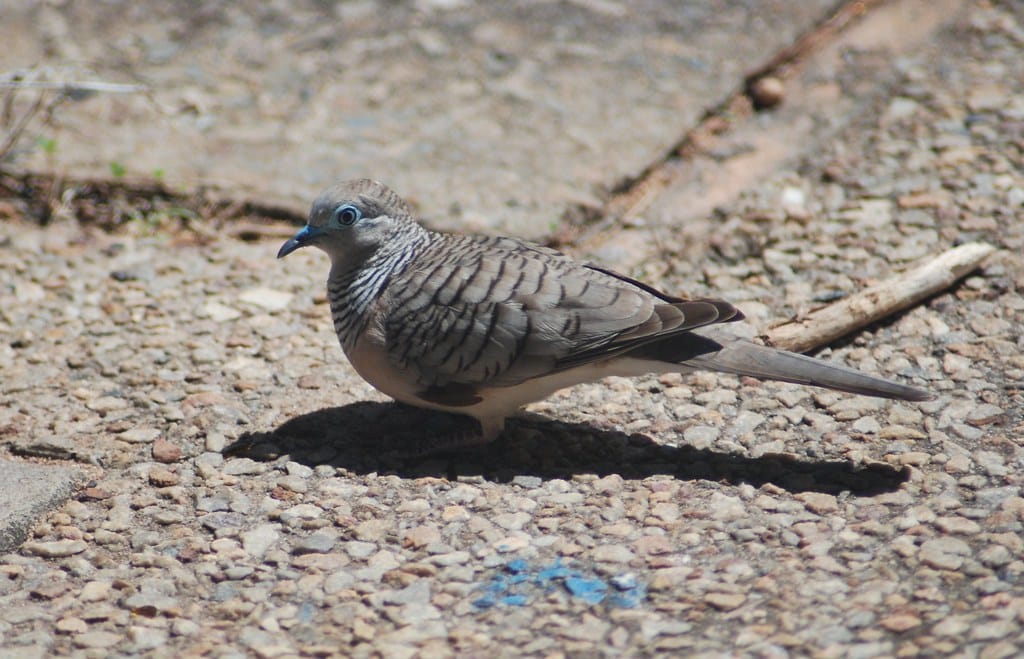 Peaceful Dove