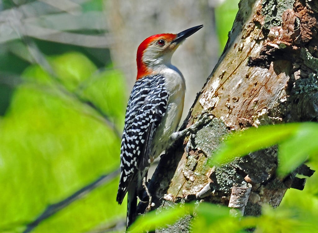 Red-bellied Woodpecker