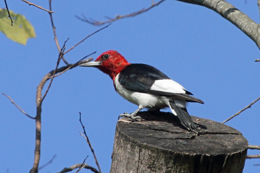 Red-headed Woodpecker