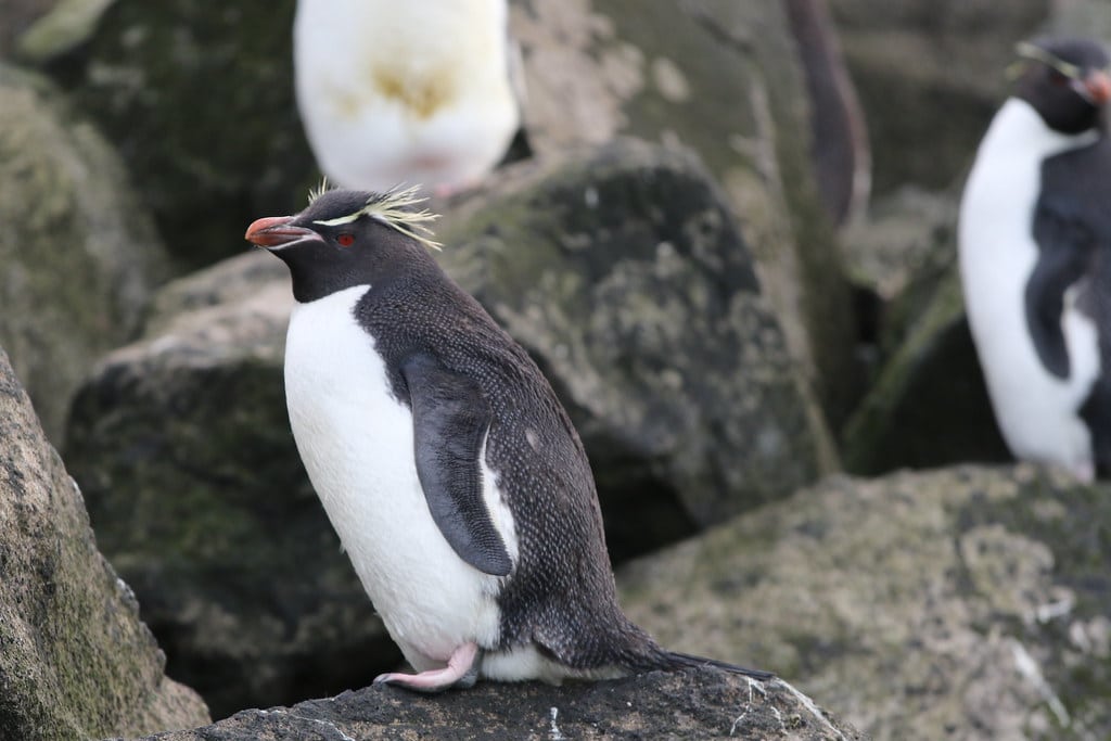 Southern Rockhopper Penguin