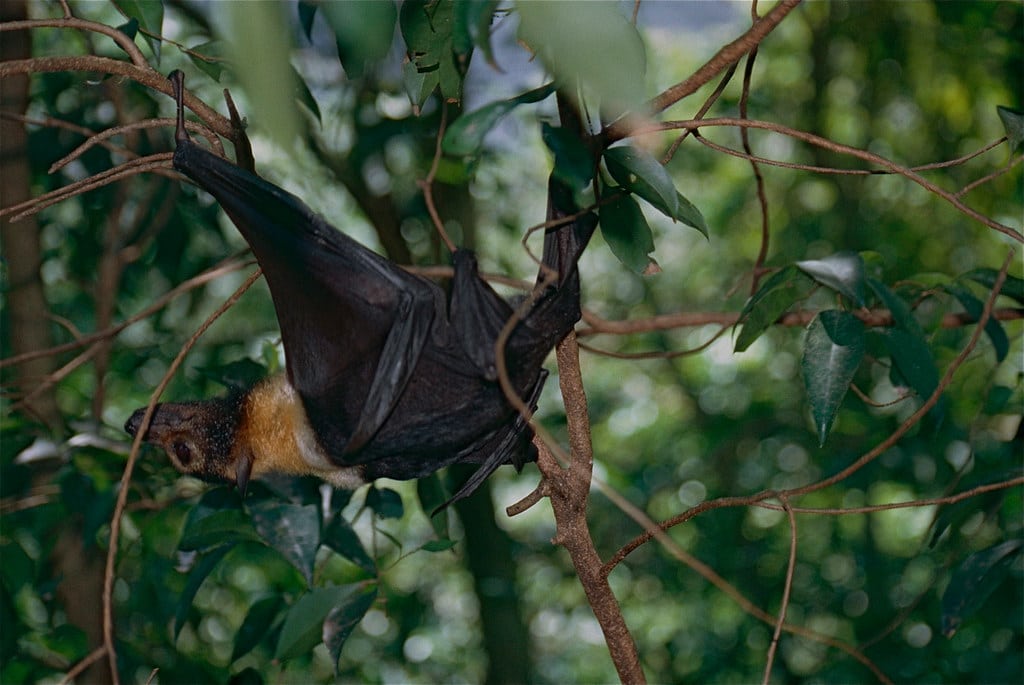 Spectacled Flying Fox