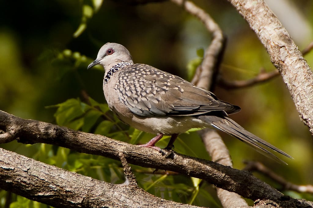 Spotted Dove