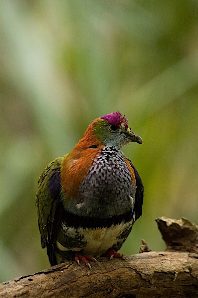 Superb Fruit Dove