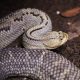 Types of Rattlesnakes in Utah