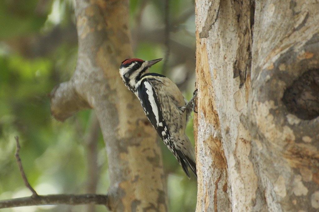 Yellow-bellied Sapsucker