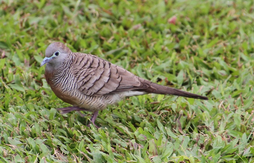 Zebra Dove