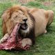 Animals That Eat Their Own Kind