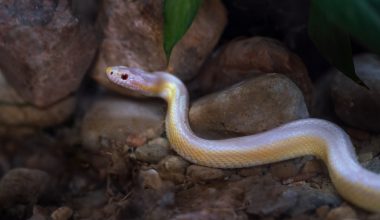 Different Types of Snakes In Arizona