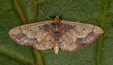 Types of Moths in Colorado - Types of Moths in Colorado