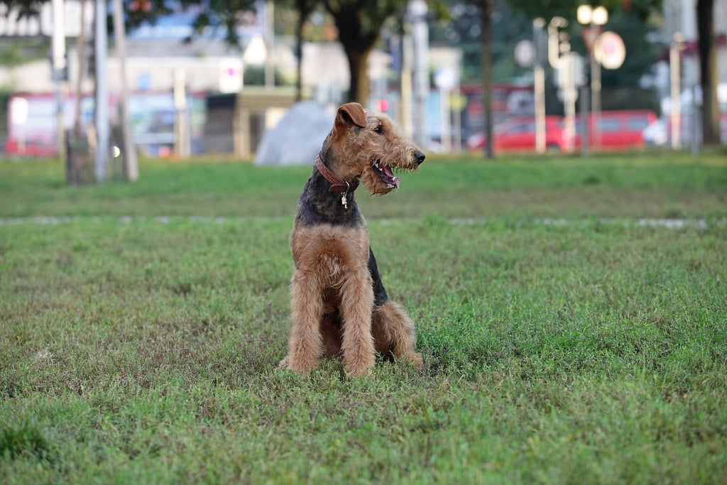 Airedale Terrier