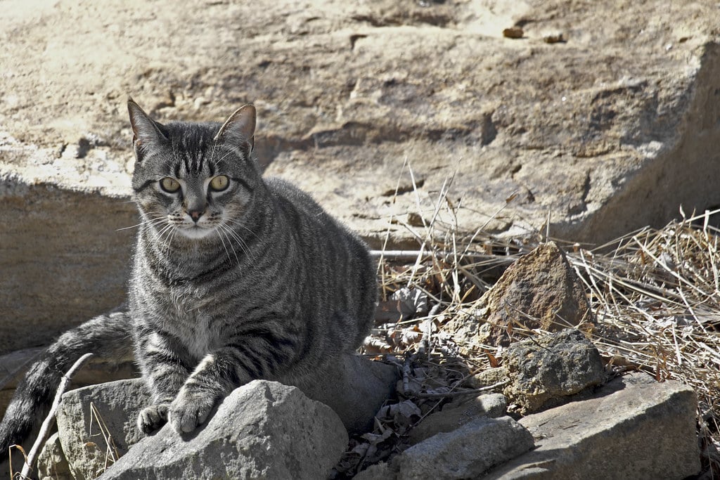 American Shorthair