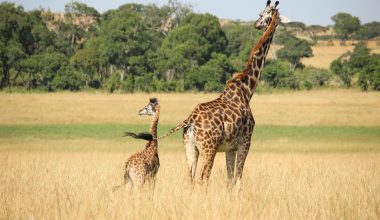 Animals With Big Tails