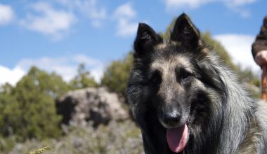 Belgian Sheepdog