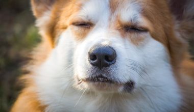 Best Corgi Names