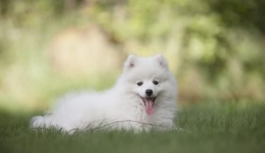 Best White Dog Names