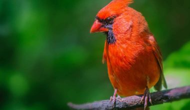 Birds With Red Necks