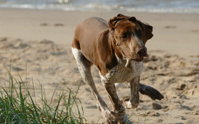 Bracco Italiano