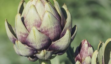 Can Chickens Eat Artichokes