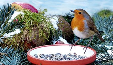 Can Chickens Eat Bird Seed