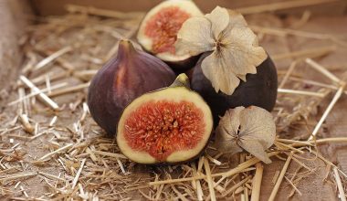 can chickens eat figs