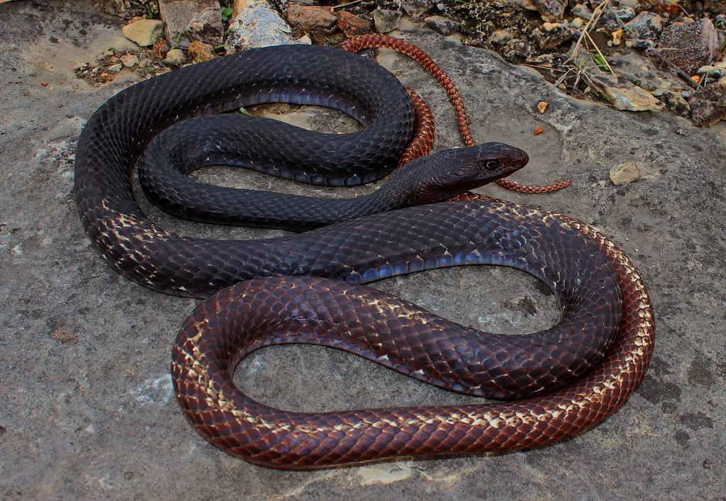 Eastern Coachwhip - Types of Snakes in Florida 